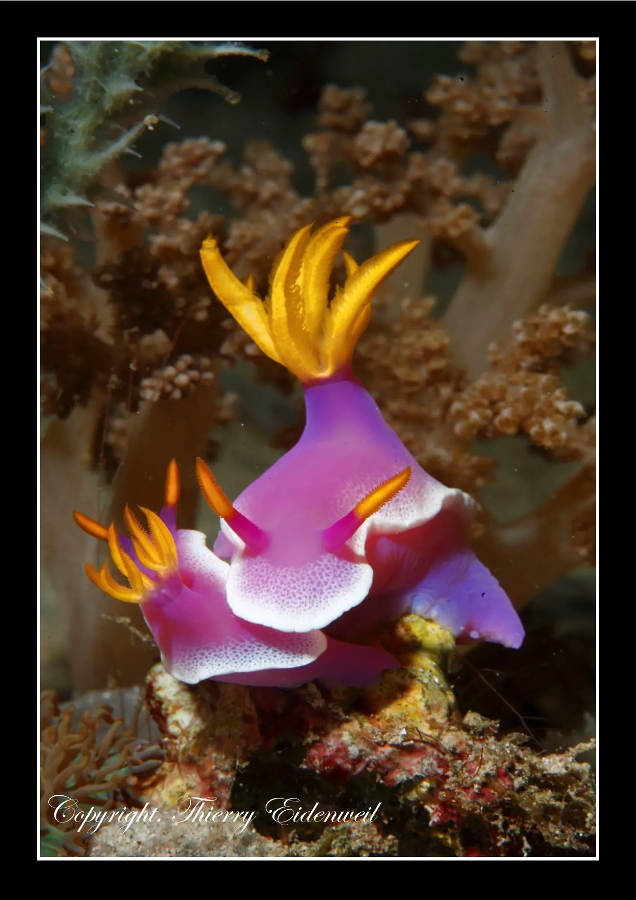 Anilao Macro Dive Media Highlight
